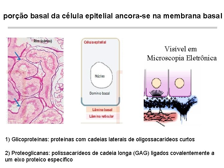 porção basal da célula epitelial ancora-se na membrana basal Visível em Microscopia Eletrônica 1)