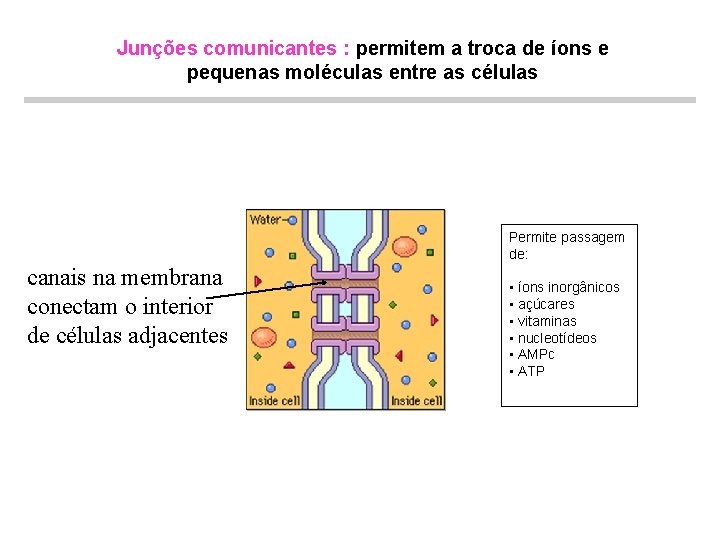 Junções comunicantes : permitem a troca de íons e pequenas moléculas entre as células