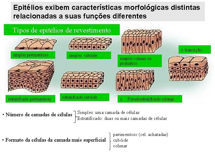 Epitélios exibem características morfológicas distintas relacionadas a suas funções diferentes Tipos de epitélios de