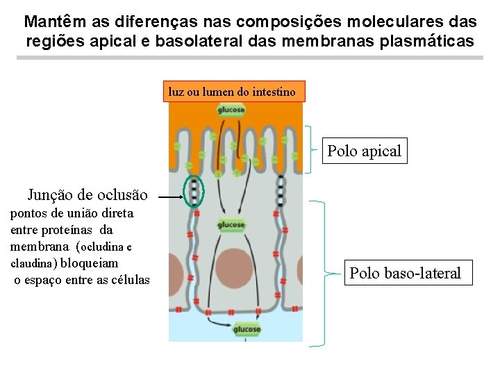Mantêm as diferenças nas composições moleculares das regiões apical e basolateral das membranas plasmáticas