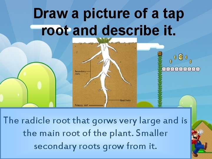 Draw a picture of a tap root and describe it. The radicle root that