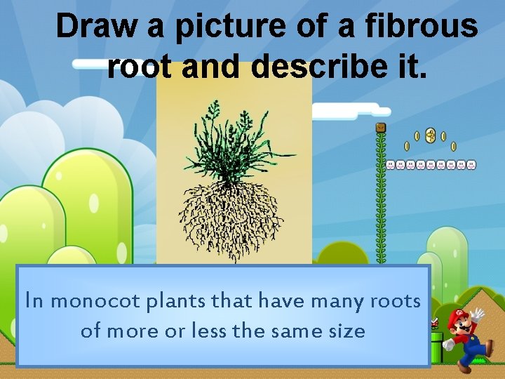 Draw a picture of a fibrous root and describe it. In monocot plants that