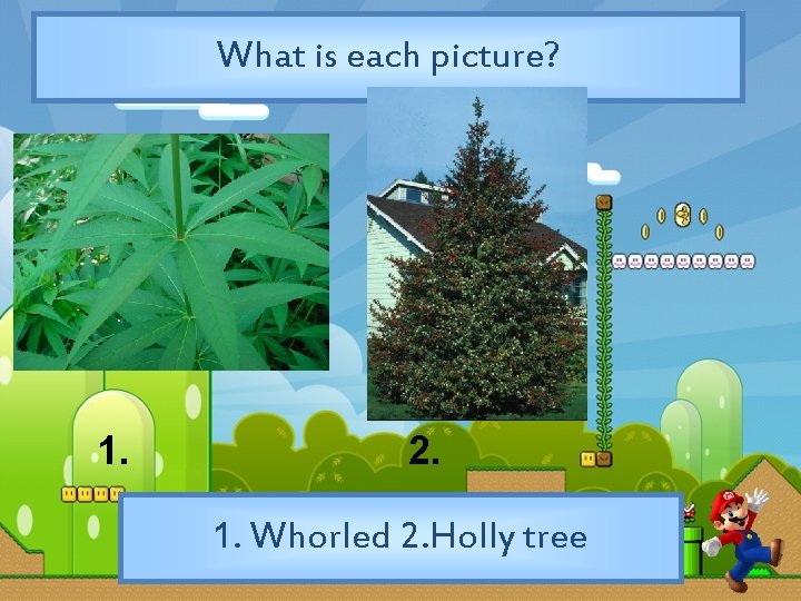 What is each picture? 1. 2. 1. Whorled 2. Holly tree 