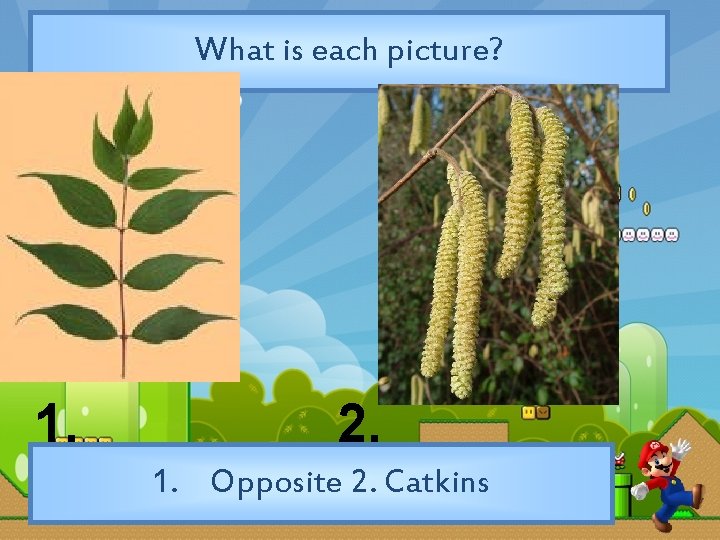 What is each picture? 1. 2. 1. Opposite 2. Catkins 