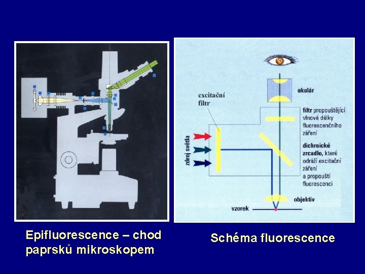 Epifluorescence – chod paprsků mikroskopem Schéma fluorescence 