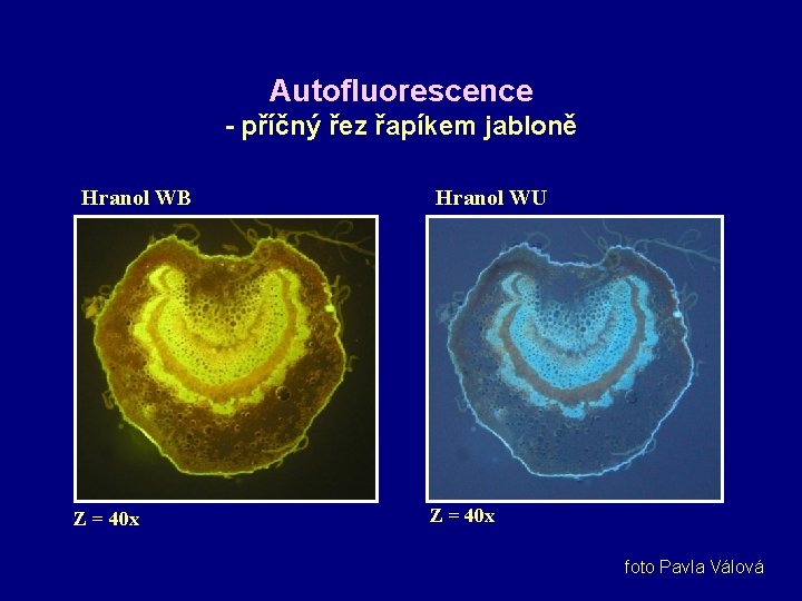 Autofluorescence - příčný řez řapíkem jabloně Hranol WB Z = 40 x Hranol WU