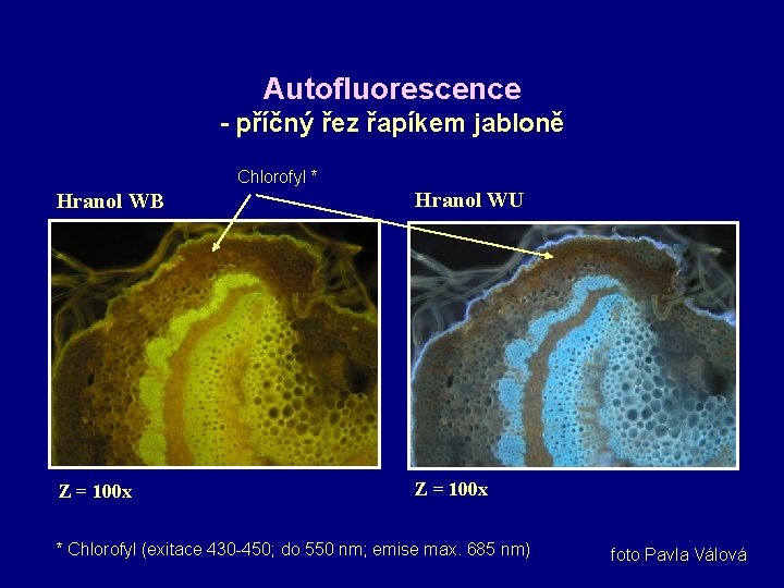 Autofluorescence - příčný řez řapíkem jabloně Chlorofyl * Hranol WB Hranol WU Z =