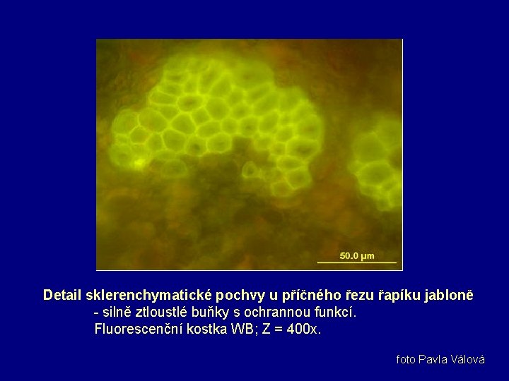 Detail sklerenchymatické pochvy u příčného řezu řapíku jabloně - silně ztloustlé buňky s ochrannou