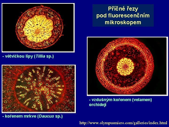 Příčné řezy pod fluorescenčním mikroskopem - větvičkou lípy (Tillia sp. ) - vzdušným kořenem