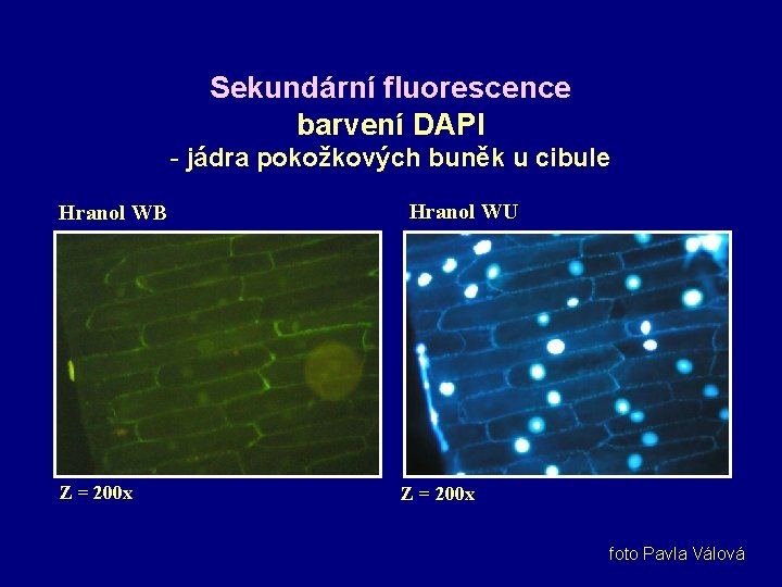 Sekundární fluorescence barvení DAPI - jádra pokožkových buněk u cibule Hranol WB Z =