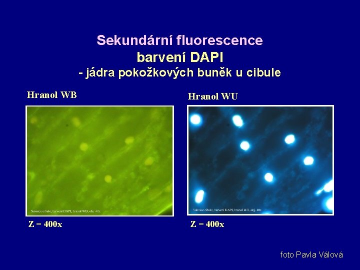 Sekundární fluorescence barvení DAPI - jádra pokožkových buněk u cibule Hranol WB Hranol WU