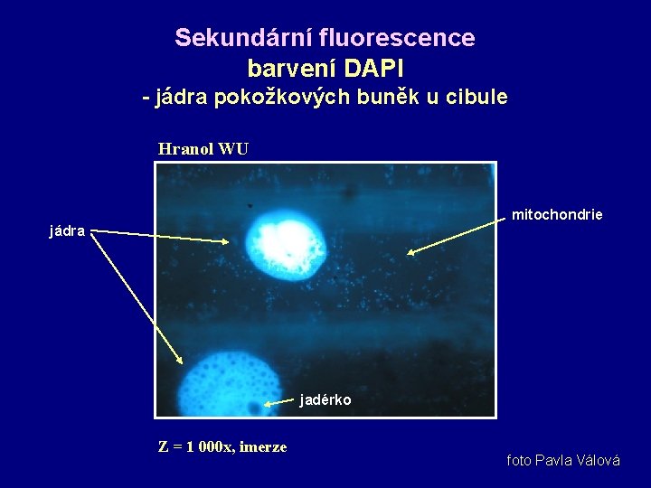 Sekundární fluorescence barvení DAPI - jádra pokožkových buněk u cibule Hranol WU mitochondrie jádra