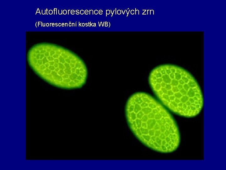 Autofluorescence pylových zrn (Fluorescenční kostka WB) 