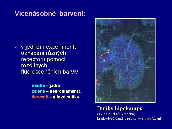 Vícenásobné barvení: - v jednom experimentu označení různých receptorů pomocí rozdílných fluorescenčních barviv modře