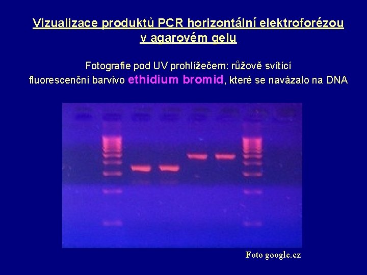 Vizualizace produktů PCR horizontální elektroforézou v agarovém gelu Fotografie pod UV prohlížečem: růžově svítící