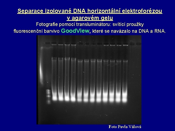 Separace izolované DNA horizontální elektroforézou v agarovém gelu Fotografie pomocí transluminátoru: svítící proužky fluorescenční