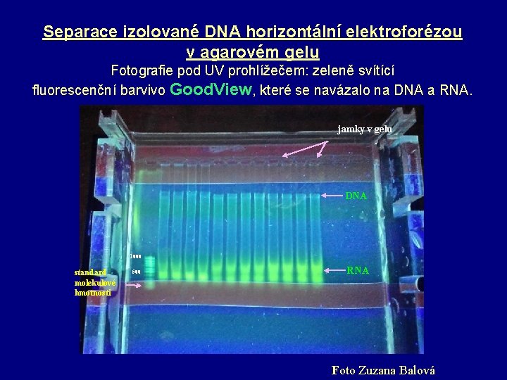 Separace izolované DNA horizontální elektroforézou v agarovém gelu Fotografie pod UV prohlížečem: zeleně svítící