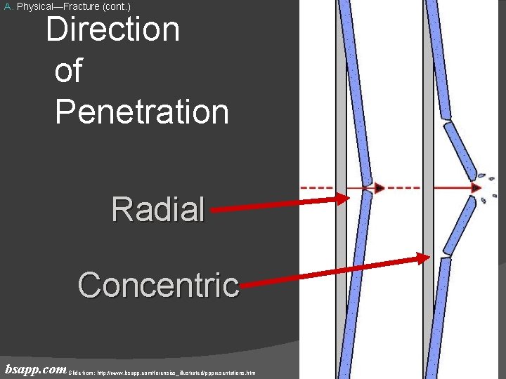 A. Physical—Fracture (cont. ) Direction of Penetration Radial Concentric bsapp. com Slide from: http: A. Physical—Fracture (cont. ) Direction of Penetration Radial Concentric bsapp. com Slide from: http: