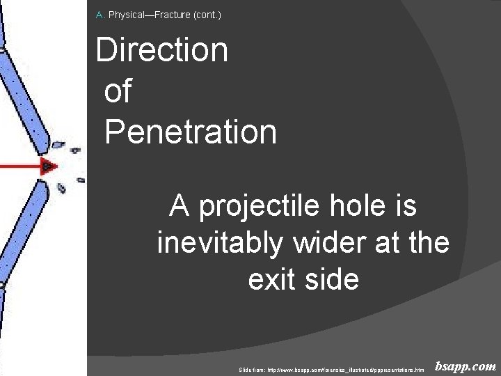 A. Physical—Fracture (cont. ) Direction of Penetration A projectile hole is inevitably wider at