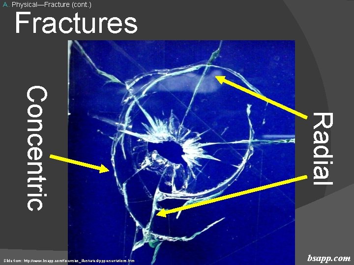 A. Physical—Fracture (cont. ) Fractures Radial Concentric Slide from: http: //www. bsapp. com/forensics_illustrated/pppresentations. htm