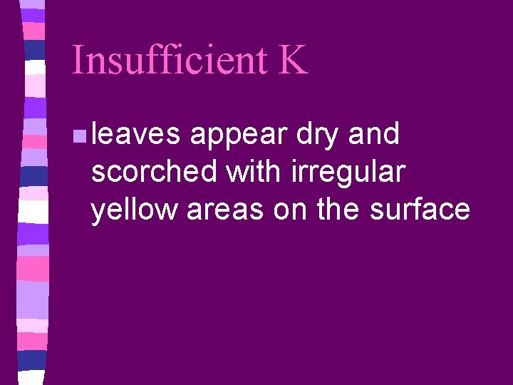 Insufficient K n leaves appear dry and scorched with irregular yellow areas on the