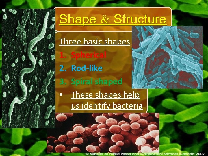 Bacteria From Bacteria to Plants Chapter 2 2