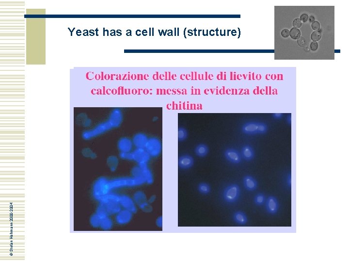 © Stefan Hohmann 2000 -2004 Yeast has a cell wall (structure) © Stefan Hohmann 2000 -2004 Yeast has a cell wall (structure)