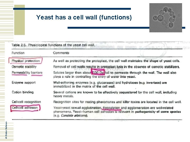 © Stefan Hohmann 2000 -2004 Yeast has a cell wall (functions) © Stefan Hohmann 2000 -2004 Yeast has a cell wall (functions)