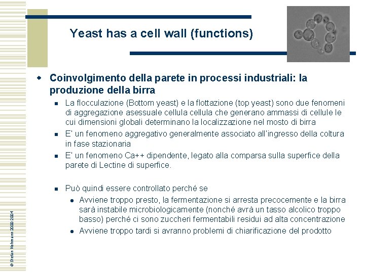 Yeast has a cell wall (functions) w Coinvolgimento della parete in processi industriali: la Yeast has a cell wall (functions) w Coinvolgimento della parete in processi industriali: la