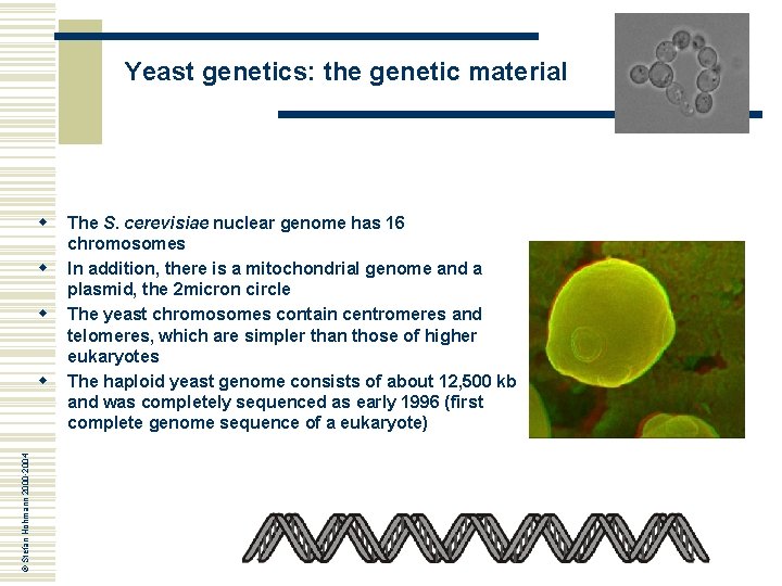 Yeast genetics: the genetic material w w w © Stefan Hohmann 2000 -2004 w Yeast genetics: the genetic material w w w © Stefan Hohmann 2000 -2004 w
