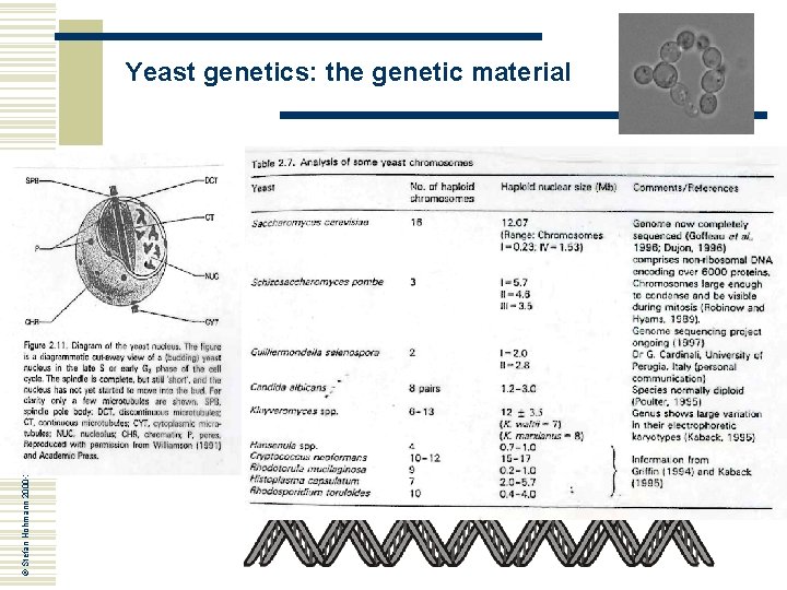 © Stefan Hohmann 2000 -2004 Yeast genetics: the genetic material © Stefan Hohmann 2000 -2004 Yeast genetics: the genetic material