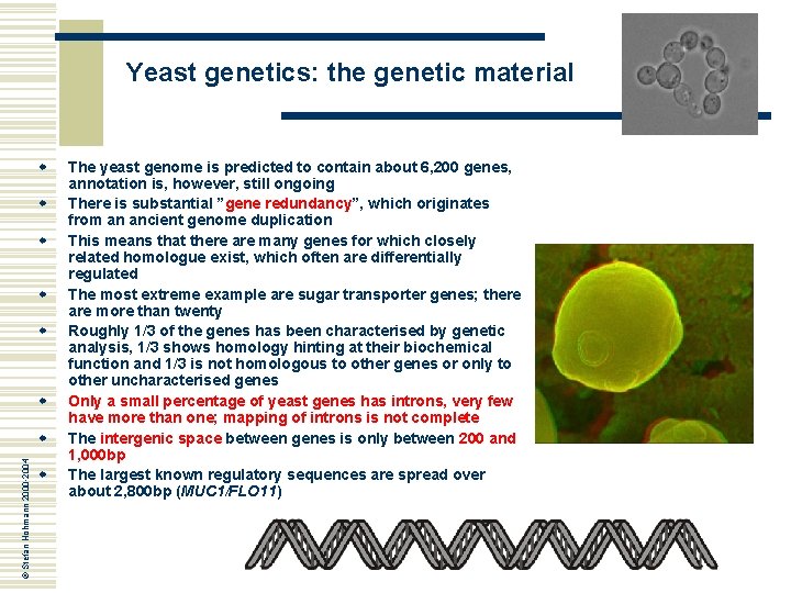 Yeast genetics: the genetic material w w w © Stefan Hohmann 2000 -2004 w Yeast genetics: the genetic material w w w © Stefan Hohmann 2000 -2004 w