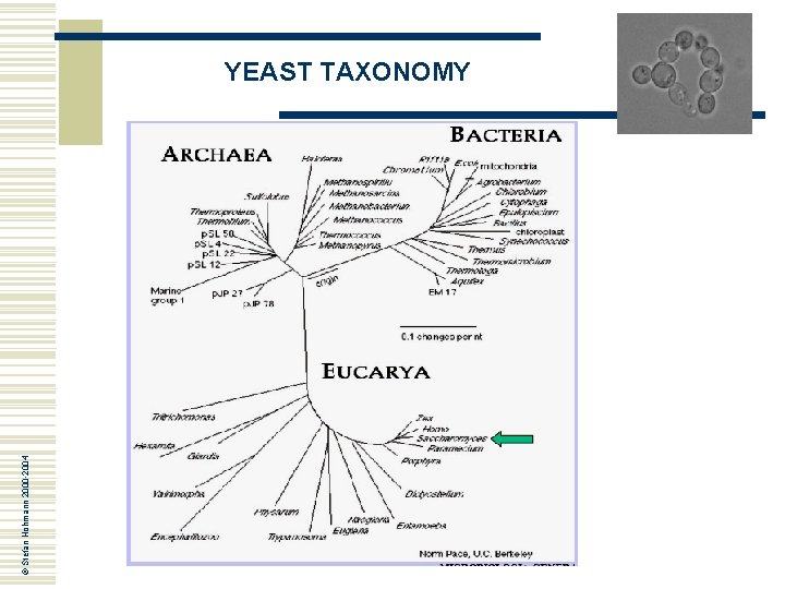 © Stefan Hohmann 2000 -2004 YEAST TAXONOMY © Stefan Hohmann 2000 -2004 YEAST TAXONOMY