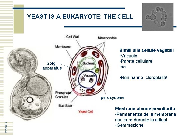 YEAST IS A EUKARYOTE: THE CELL Golgi apparatus Simili alle cellule vegetali • Vacuolo YEAST IS A EUKARYOTE: THE CELL Golgi apparatus Simili alle cellule vegetali • Vacuolo