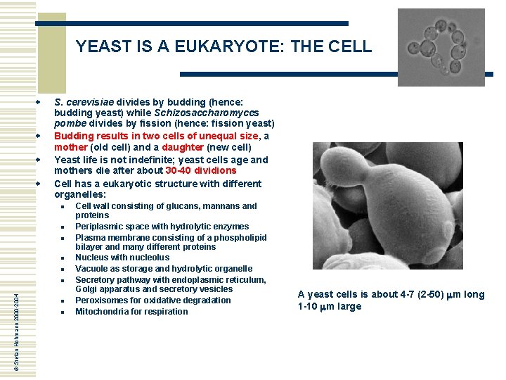 YEAST IS A EUKARYOTE: THE CELL w w S. cerevisiae divides by budding (hence: YEAST IS A EUKARYOTE: THE CELL w w S. cerevisiae divides by budding (hence: