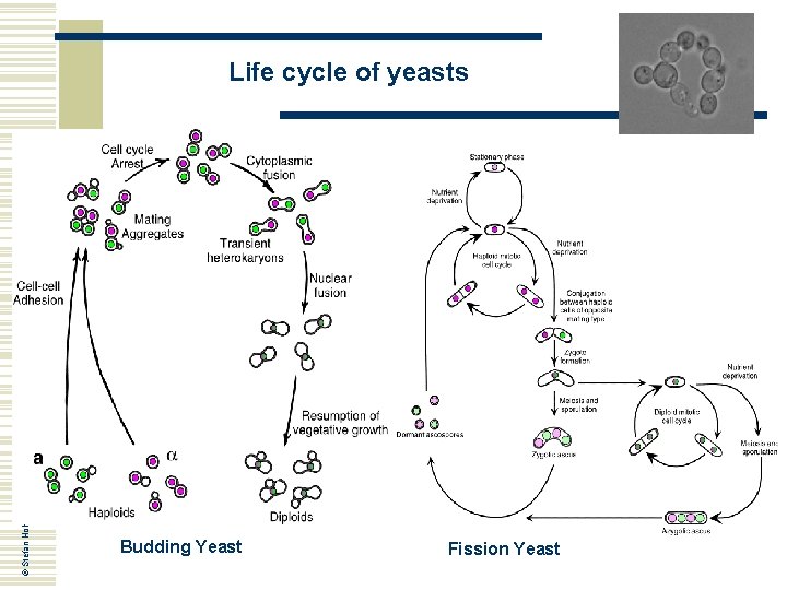 © Stefan Hohmann 2000 -2004 Life cycle of yeasts Budding Yeast Fission Yeast © Stefan Hohmann 2000 -2004 Life cycle of yeasts Budding Yeast Fission Yeast