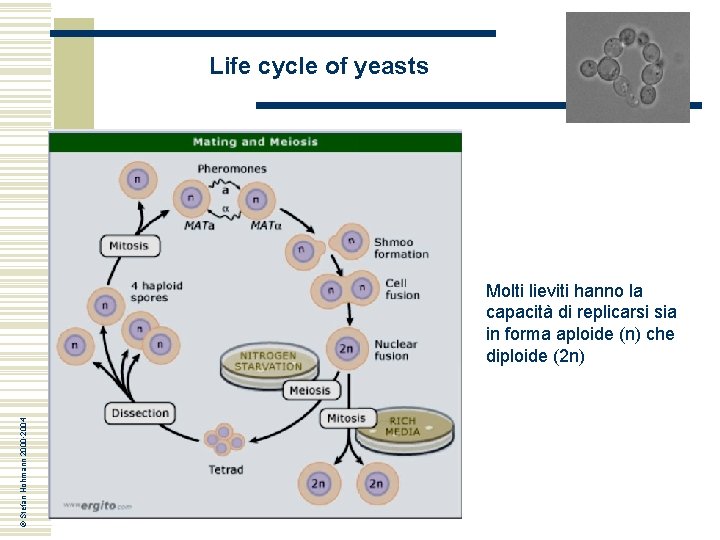 Life cycle of yeasts © Stefan Hohmann 2000 -2004 Molti lieviti hanno la capacità Life cycle of yeasts © Stefan Hohmann 2000 -2004 Molti lieviti hanno la capacità