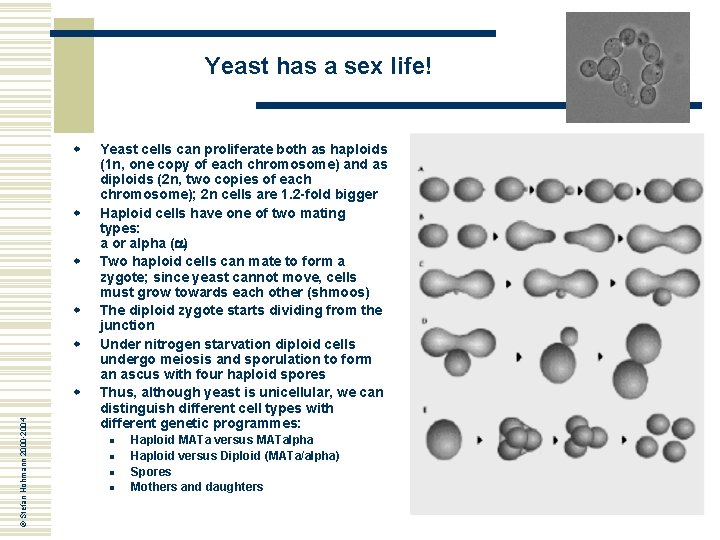 Yeast has a sex life! w w w © Stefan Hohmann 2000 -2004 w Yeast has a sex life! w w w © Stefan Hohmann 2000 -2004 w