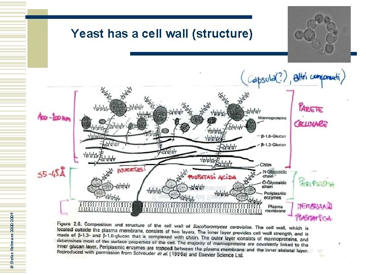 © Stefan Hohmann 2000 -2004 Yeast has a cell wall (structure) © Stefan Hohmann 2000 -2004 Yeast has a cell wall (structure)