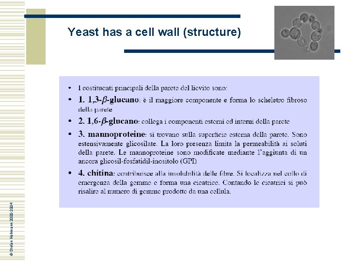 © Stefan Hohmann 2000 -2004 Yeast has a cell wall (structure) © Stefan Hohmann 2000 -2004 Yeast has a cell wall (structure)