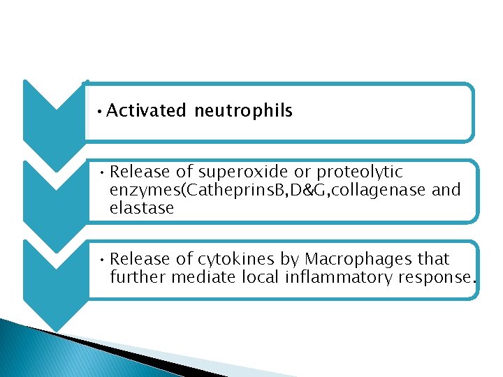 • Activated neutrophils • Release of superoxide or proteolytic enzymes(Catheprins. B, D&G, collagenase