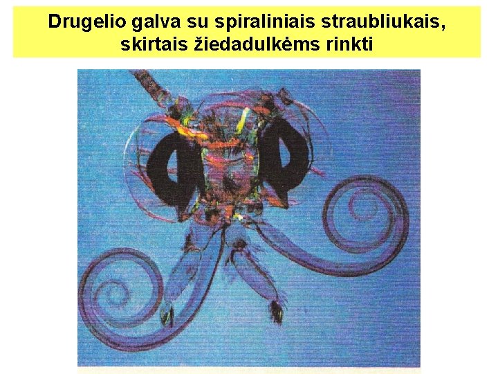 Drugelio galva su spiraliniais straubliukais, skirtais žiedadulkėms rinkti 