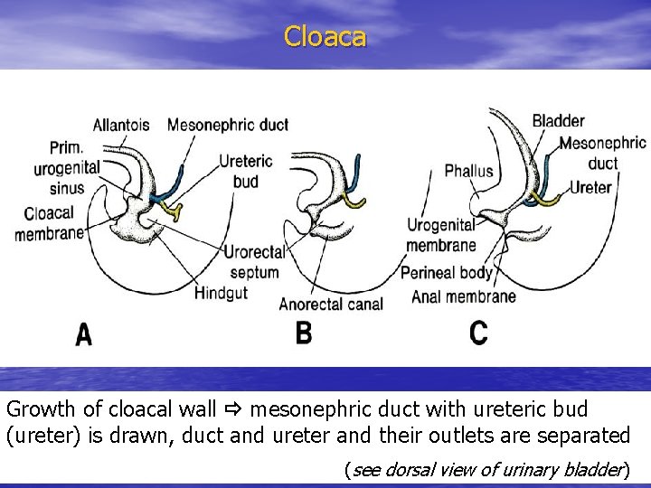 Cloaca Growth of cloacal wall mesonephric duct with ureteric bud (ureter) is drawn, duct