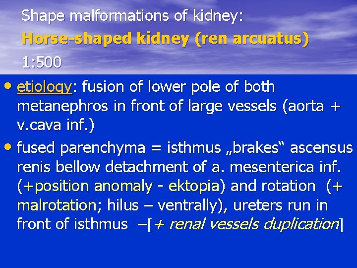 Shape malformations of kidney: Horse-shaped kidney (ren arcuatus) 1: 500 • etiology: fusion of