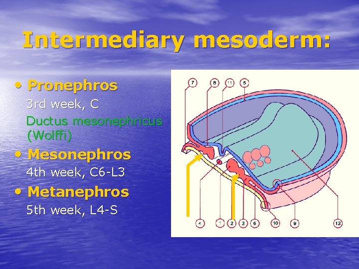 Intermediary mesoderm: • Pronephros 3 rd week, C Ductus mesonephricus (Wolffi) • Mesonephros 4