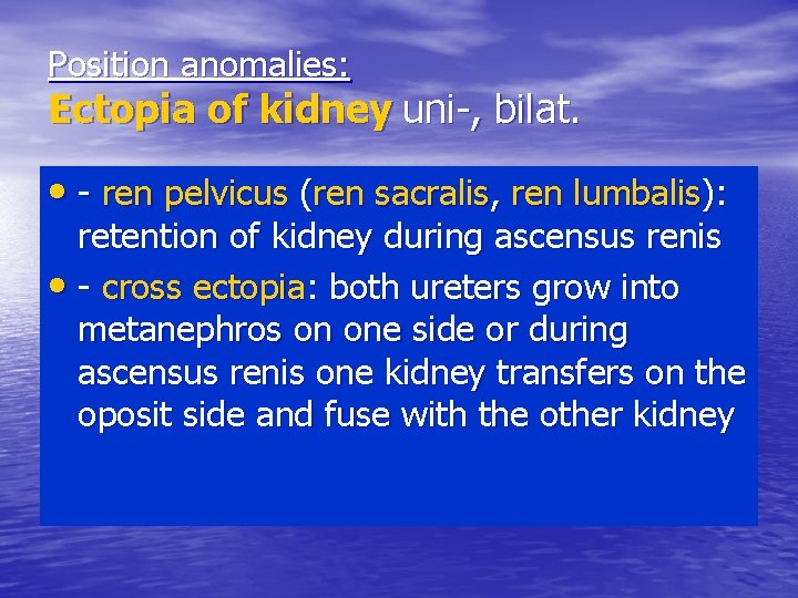 Position anomalies: Ectopia of kidney uni-, bilat. • - ren pelvicus (ren sacralis, ren