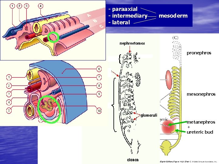 - paraaxial - intermediary - lateral mesoderm pronephros mesonephros metanephros + ureteric bud 