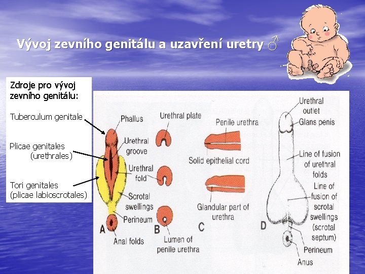 Vývoj zevního genitálu a uzavření uretry ♂ Zdroje pro vývoj zevního genitálu: Tuberculum genitale