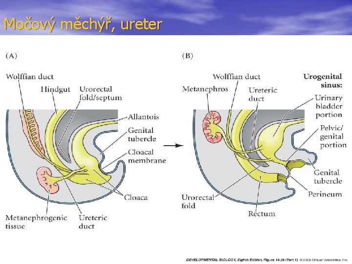 Močový měchýř, ureter 