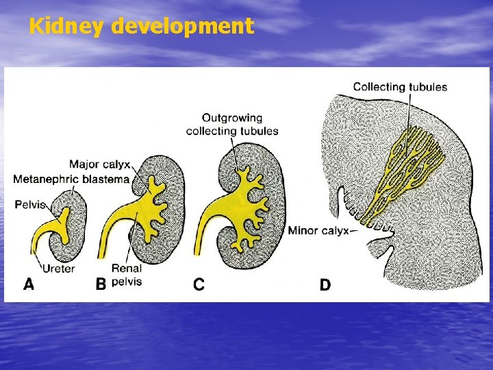 Kidney development 